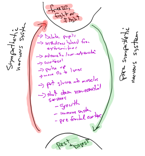 Diagram of sympathetic and parasympathetic nervous systems