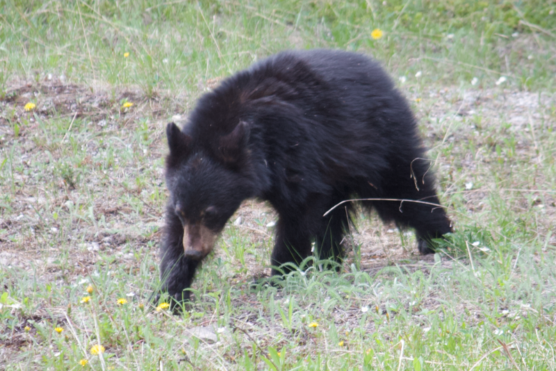 Black bear