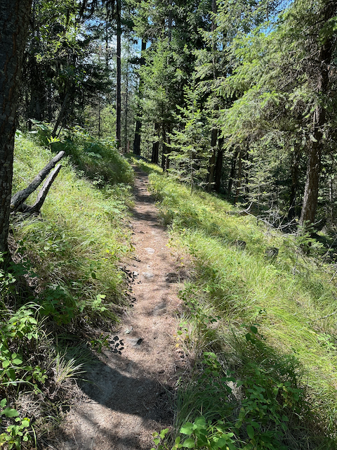 Hiking trail through the woods